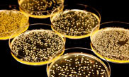 Biological Tests